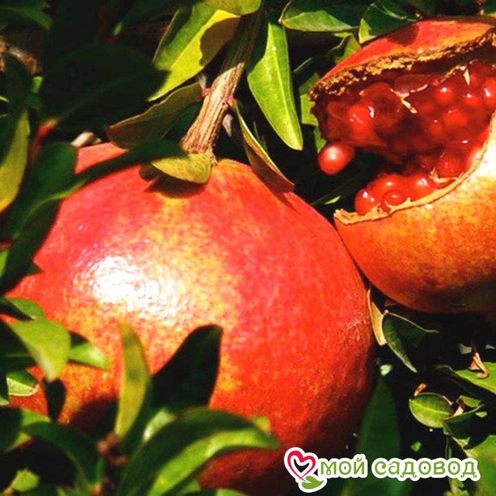 Гранат Карфаген – описание сорта, характеристики, особенности посадки и выращивания, отзывы Гранат Карфаген: описание сорта, характеристики, особенности посадки и выращивания, отзывы